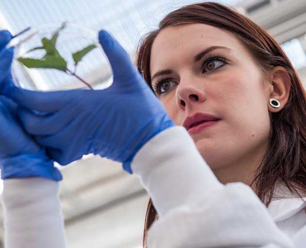 Student looking at sample of plant in petri dish