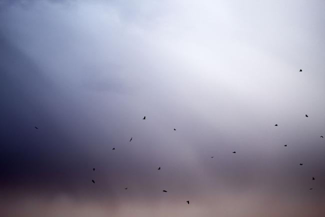 Image of birds flying in a cloudy sky